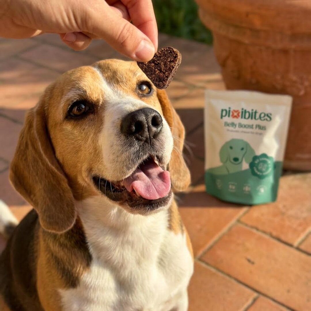 Probiotico per cani contro l'alito pesante in primavera