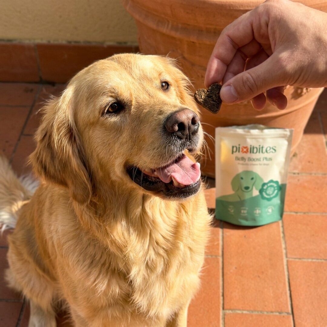 Probiotico per cani contro il prurito continuo