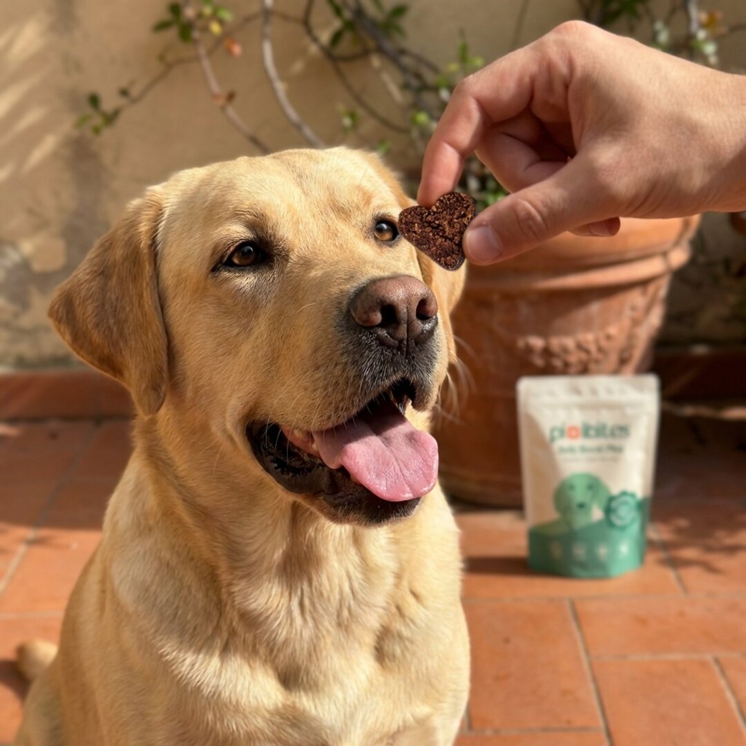 Probiotici per cani contro l'odore intenso in inverno