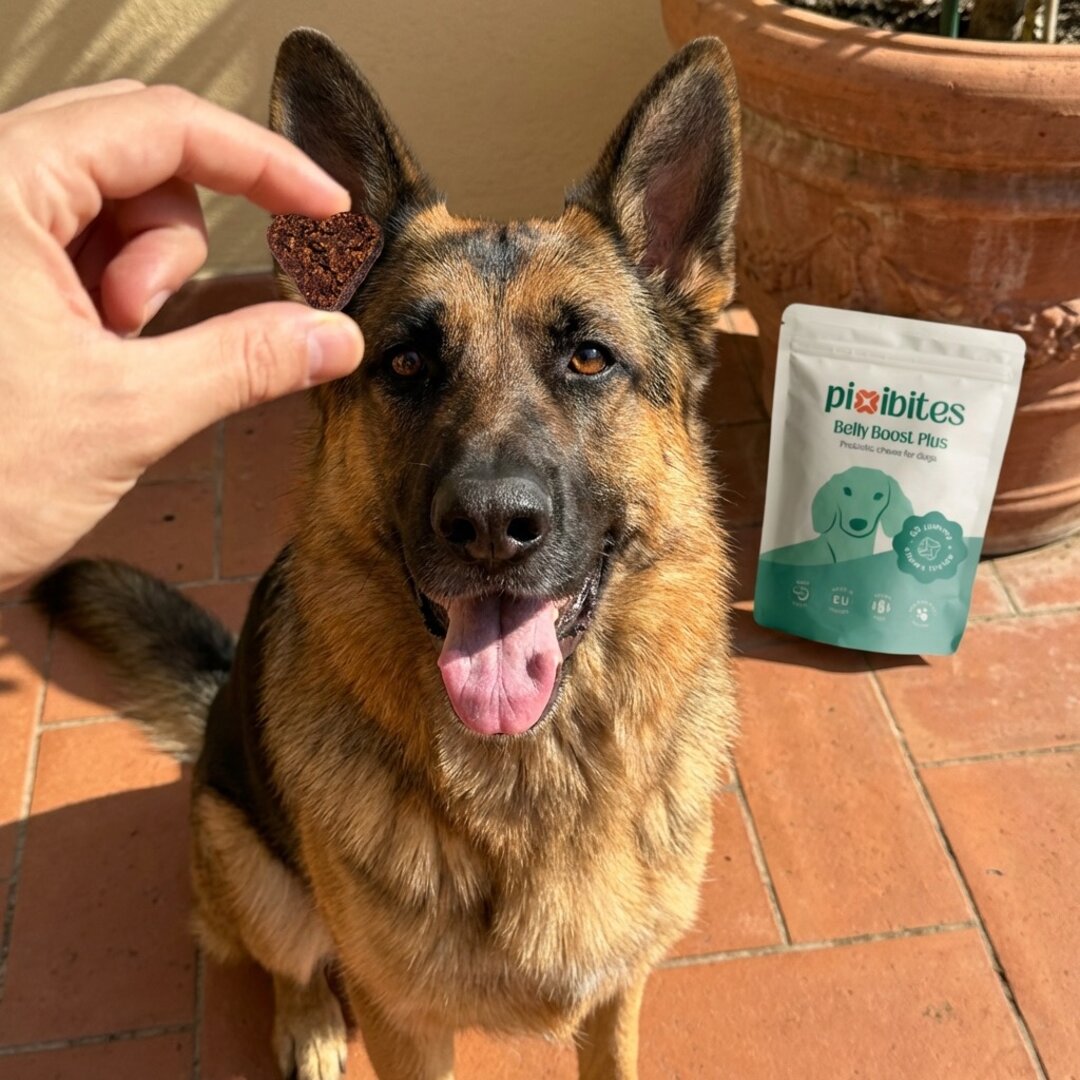 Probiotici per cani con sensibilità alimentari in estate